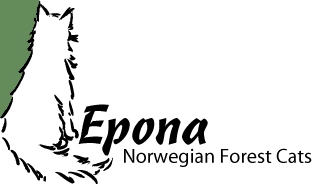 Epona Norwegian Forest Cats
