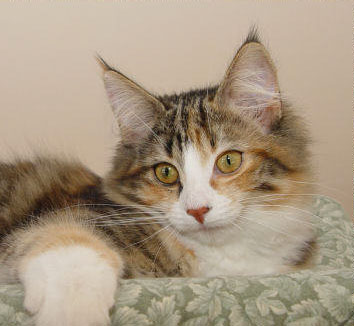 Norwegian Forest Cat - Fiona