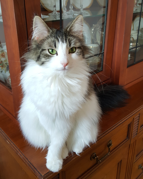 Norwegian Forest Cat - Penelope