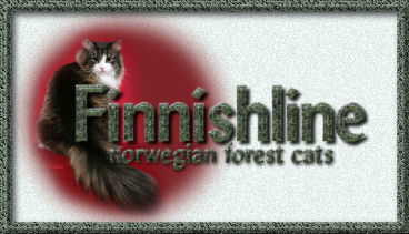 Finnishline Norwegian Forest Cats
