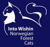 Into Wishin Norwegian Forest Cats